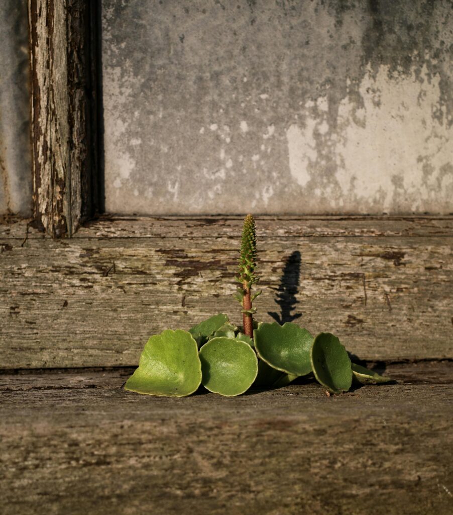 small plant making it's way out of the crack